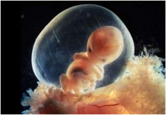 怀孕几个月胎儿受辐射影响最大？
