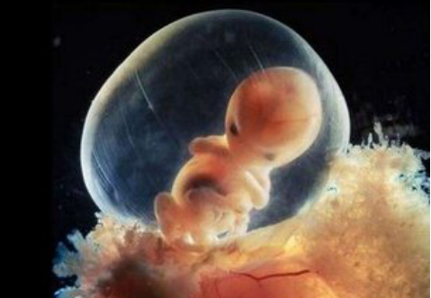 电磁辐射对胎儿发育有害